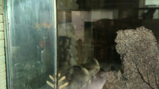 Big-Boobed Moms & Daughters: A Lesbian Love Affair